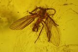Fossil Moth Fly (Psychodidae) In Baltic Amber #183645-1